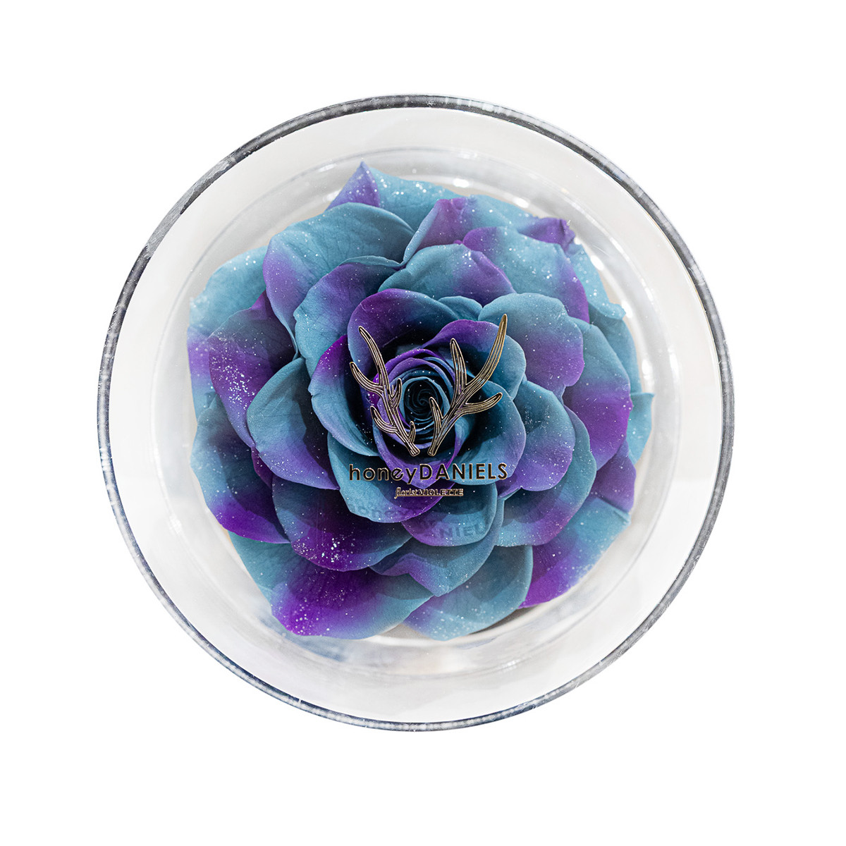 圓盒恆星花 紫藍